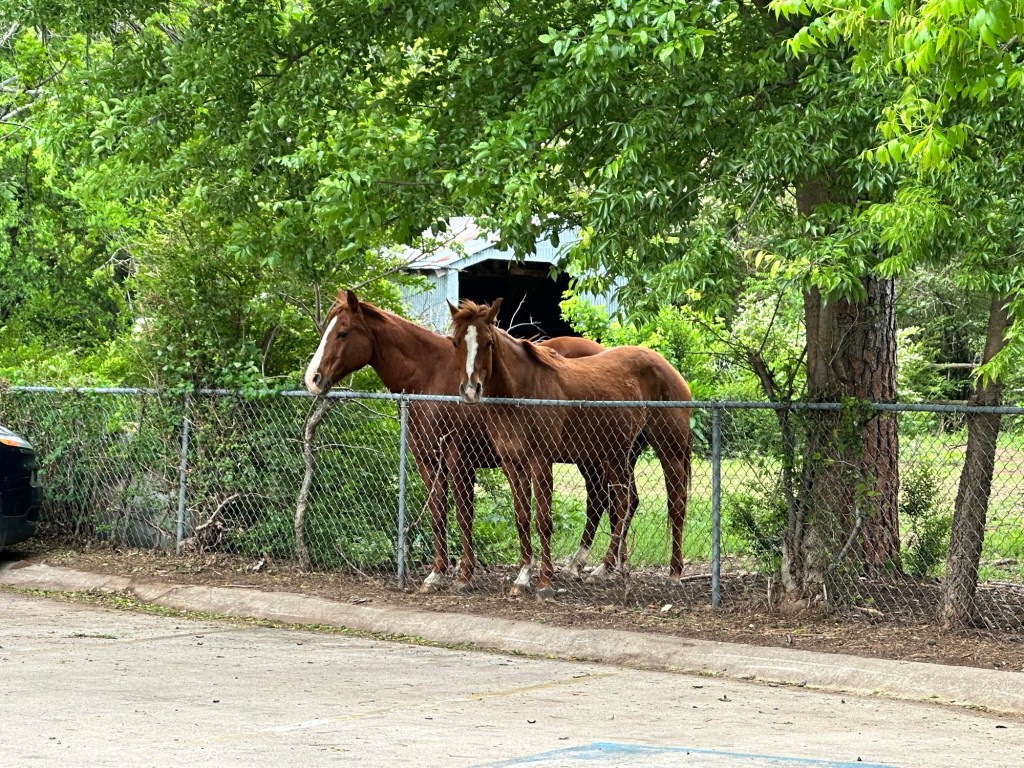 Happy Vegan Campers horses watching post office
