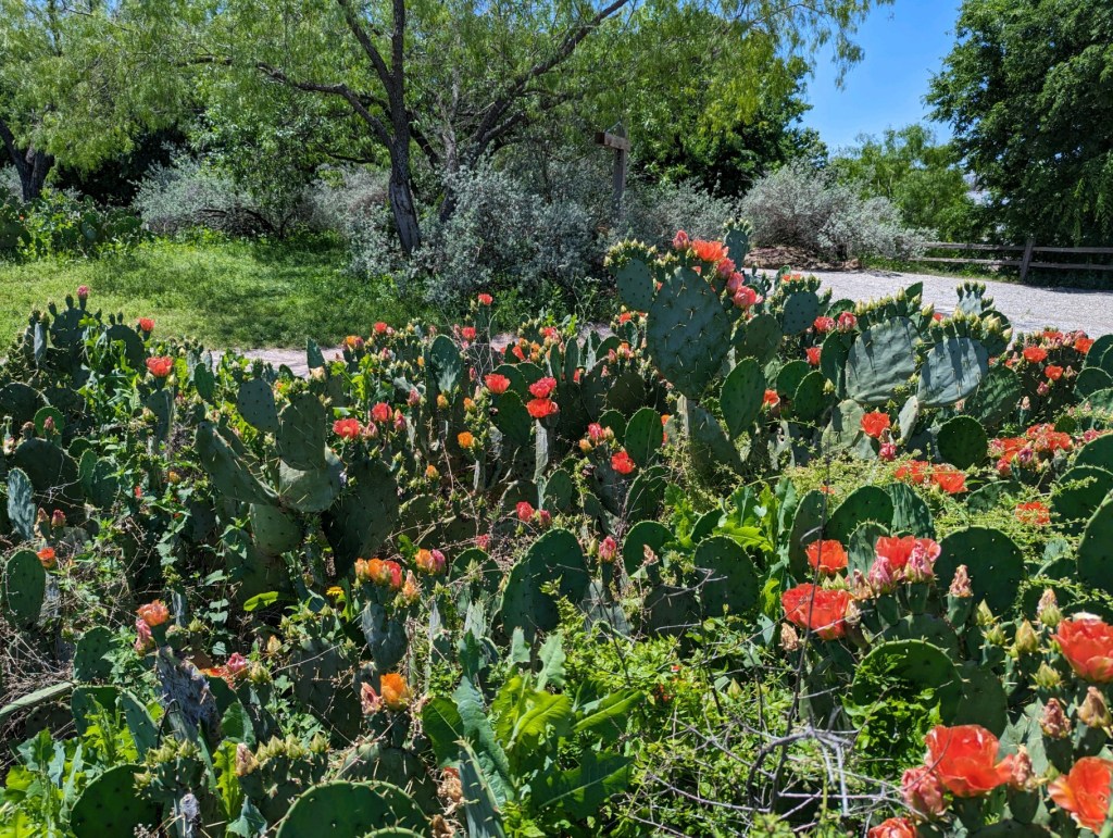 Happy Vegan Campers cacti blooming in Fort Worth Texas