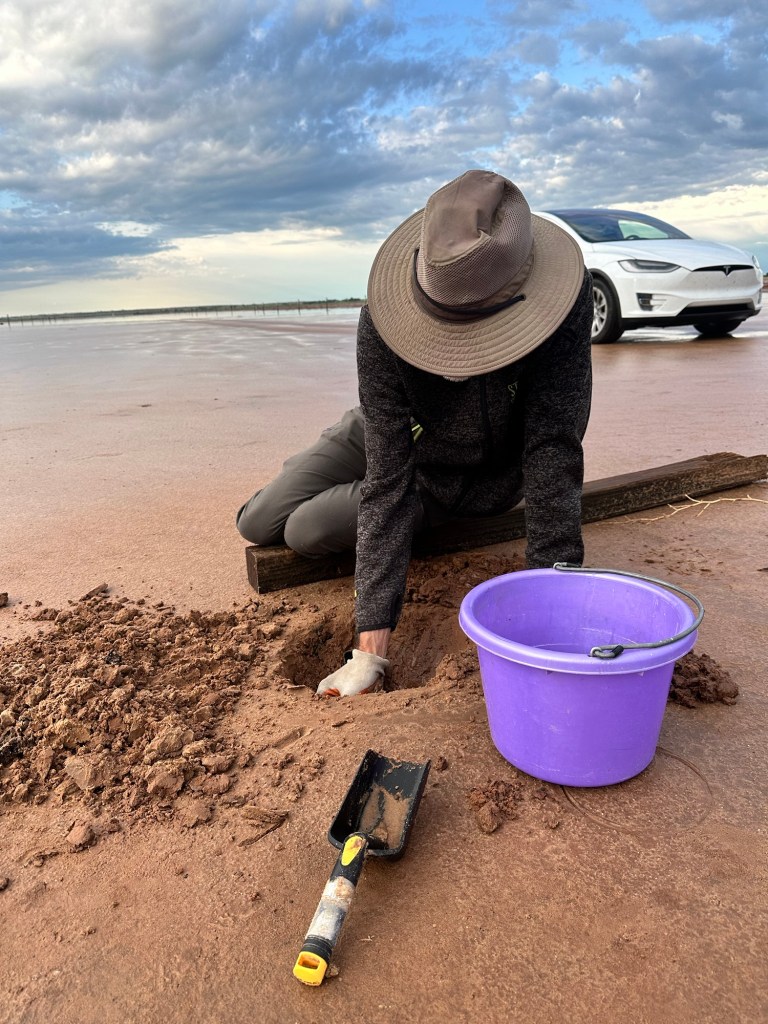 Happy Vegan Campers Salt Plains National Wildlife Refuge in Cherokee Oklahoma digging area