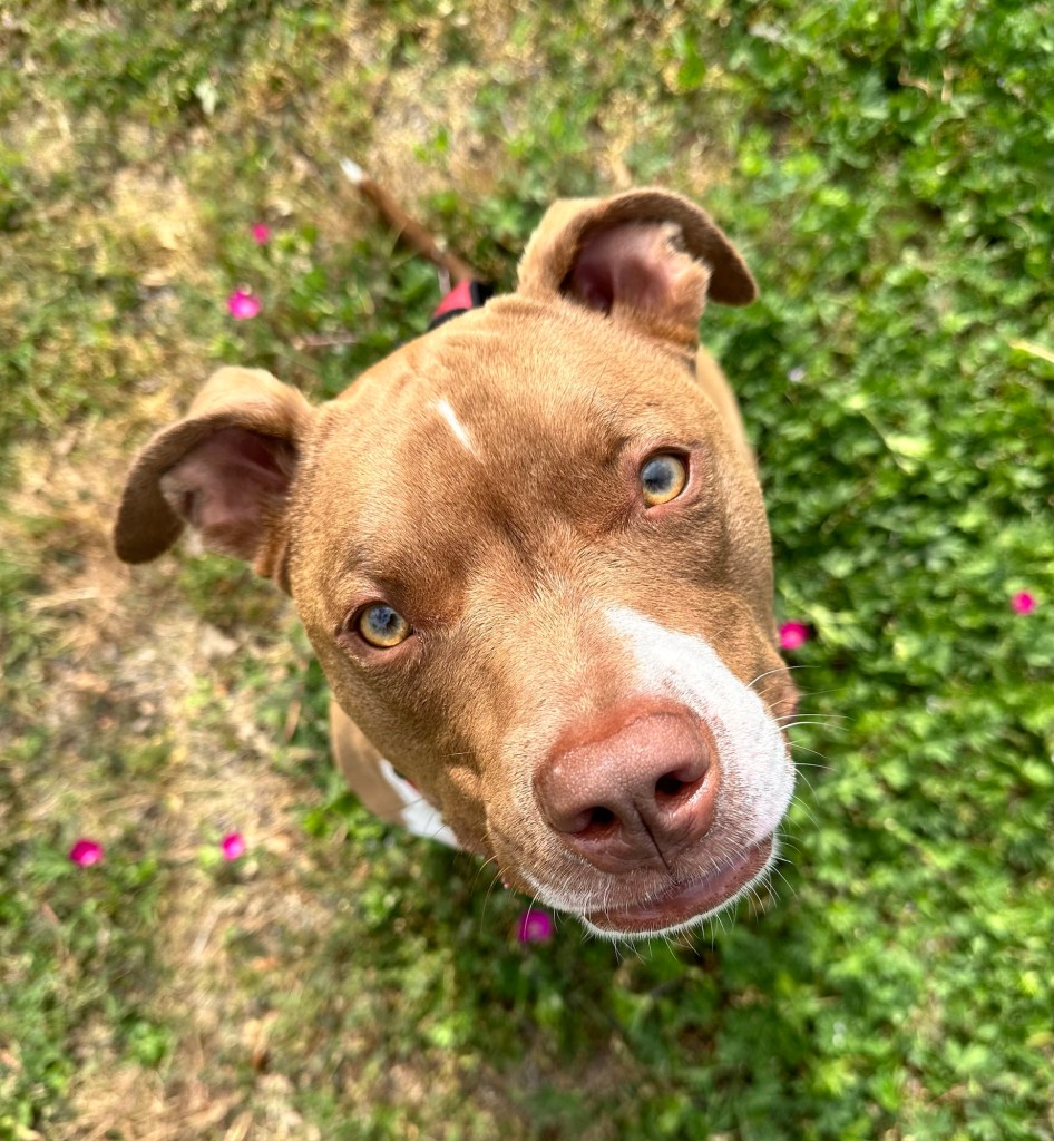 Happy Vegan Campers dog birthday 