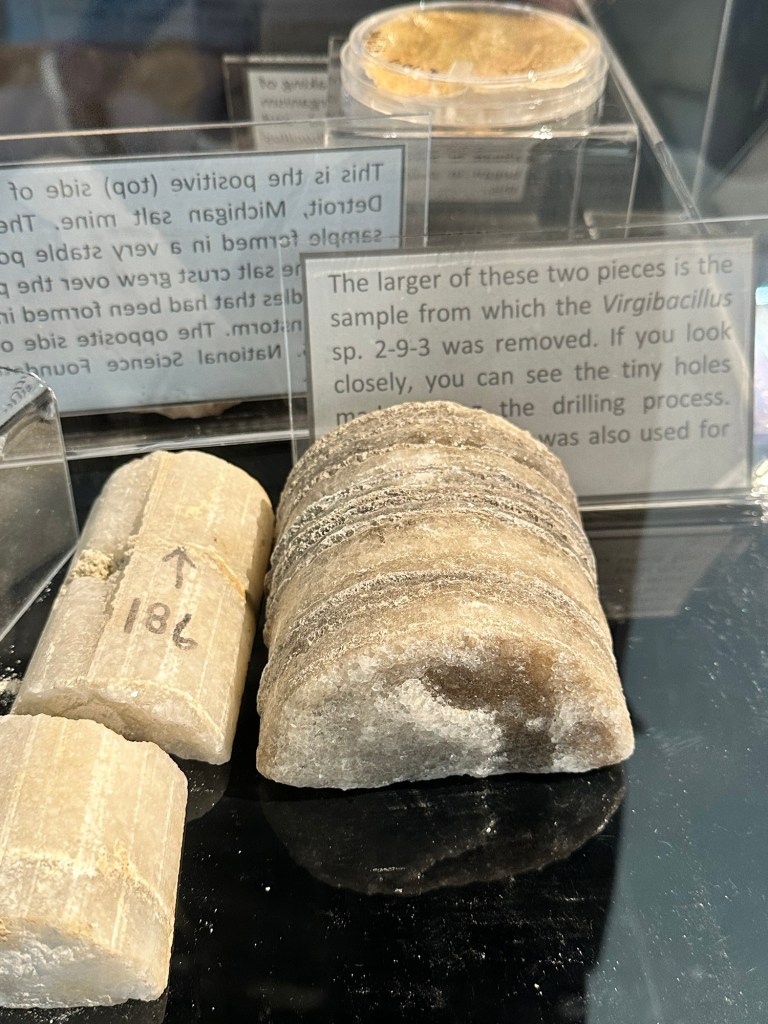 Happy Vegan Campers Strataca salt mine Hutchinson Kansas Virgbacillus sp. 2-9-3