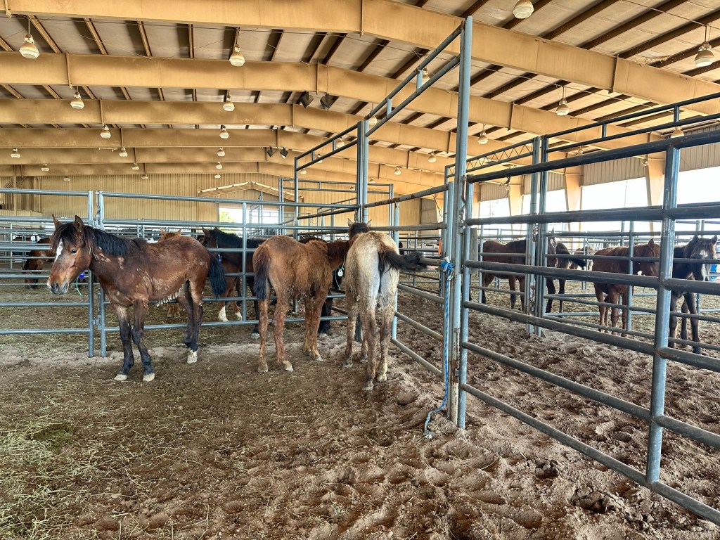 Happy Vegan Campers at Kansas State Fairgrounds BLM mustang yearlings adoption Hutchinson Kansas