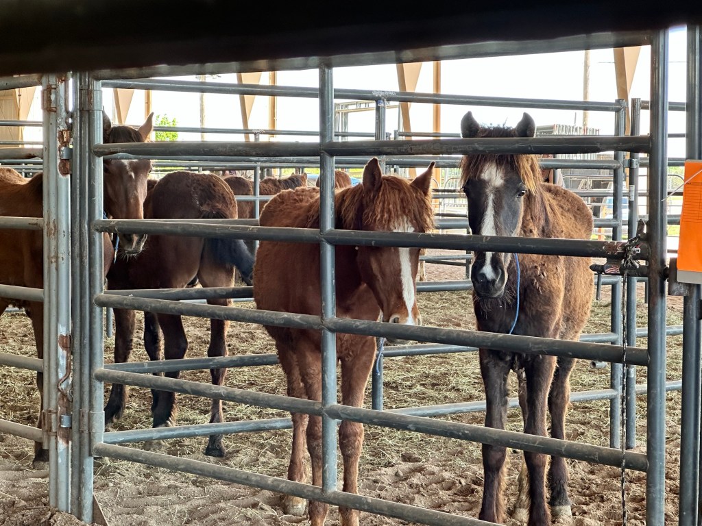 Happy Vegan Campers at Kansas State Fairgrounds BLM mustang yearlings adoption Hutchinson Kansas