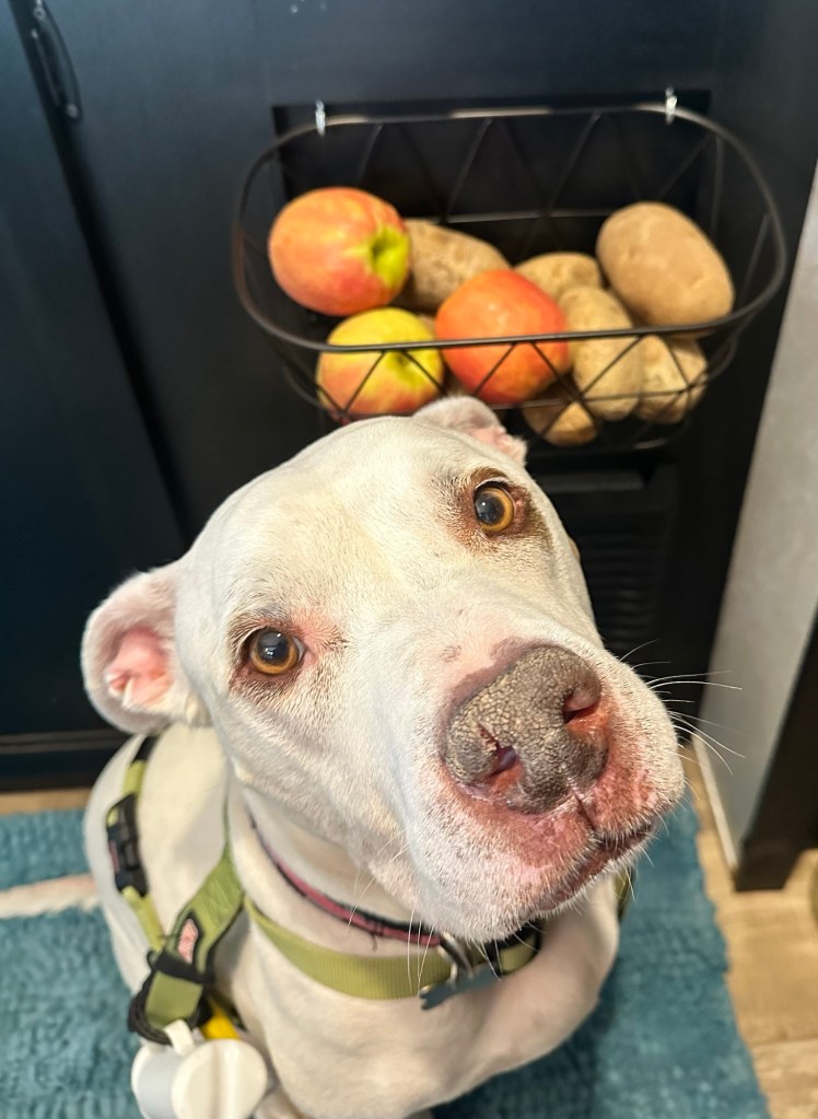 Happy Vegan Campers Cherokee Wolf Pup 17JG modification