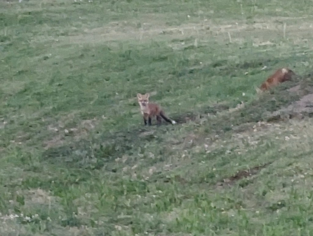 Happy Vegan Campers fox family Hutchinson Kansas