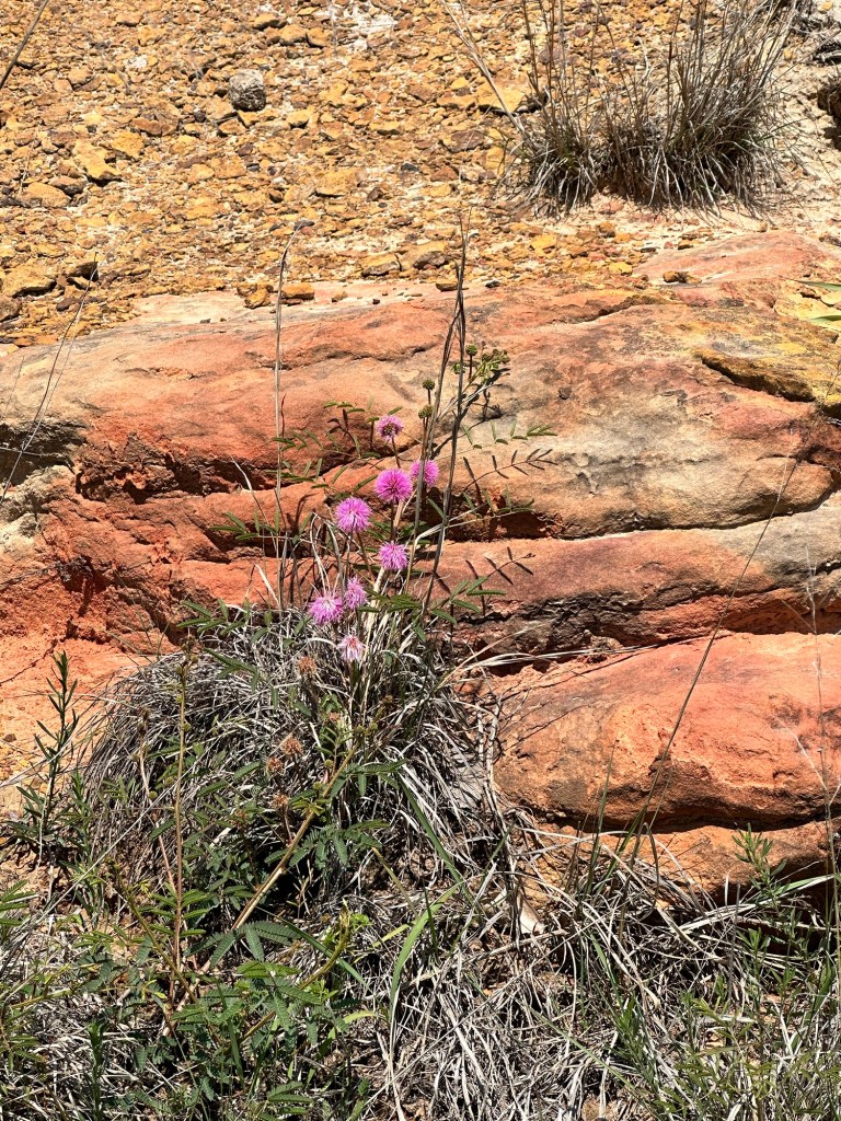 Happy Vegan Campers sensitive plant at Mushroom Rock State Park Brookville Kansas