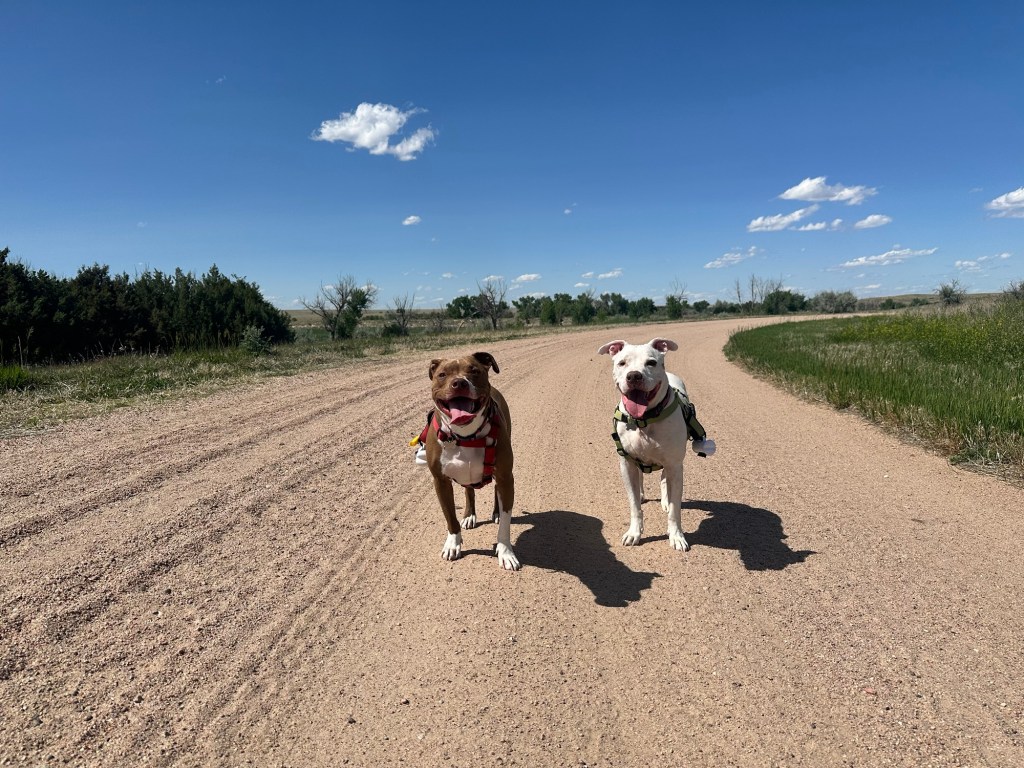 Happy Vegan Campers dogs off leash in Flagler Colorado