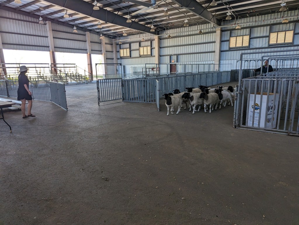 Happy Vegan Campers Kansas State Fairground herding sheep Hutchinson Kansas