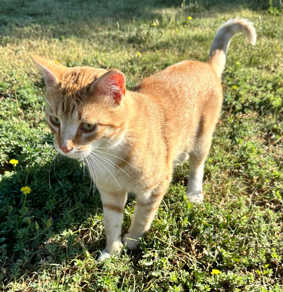 Happy Vegan Campers Shady Grove Campground in Seibert Colorado resident cat James