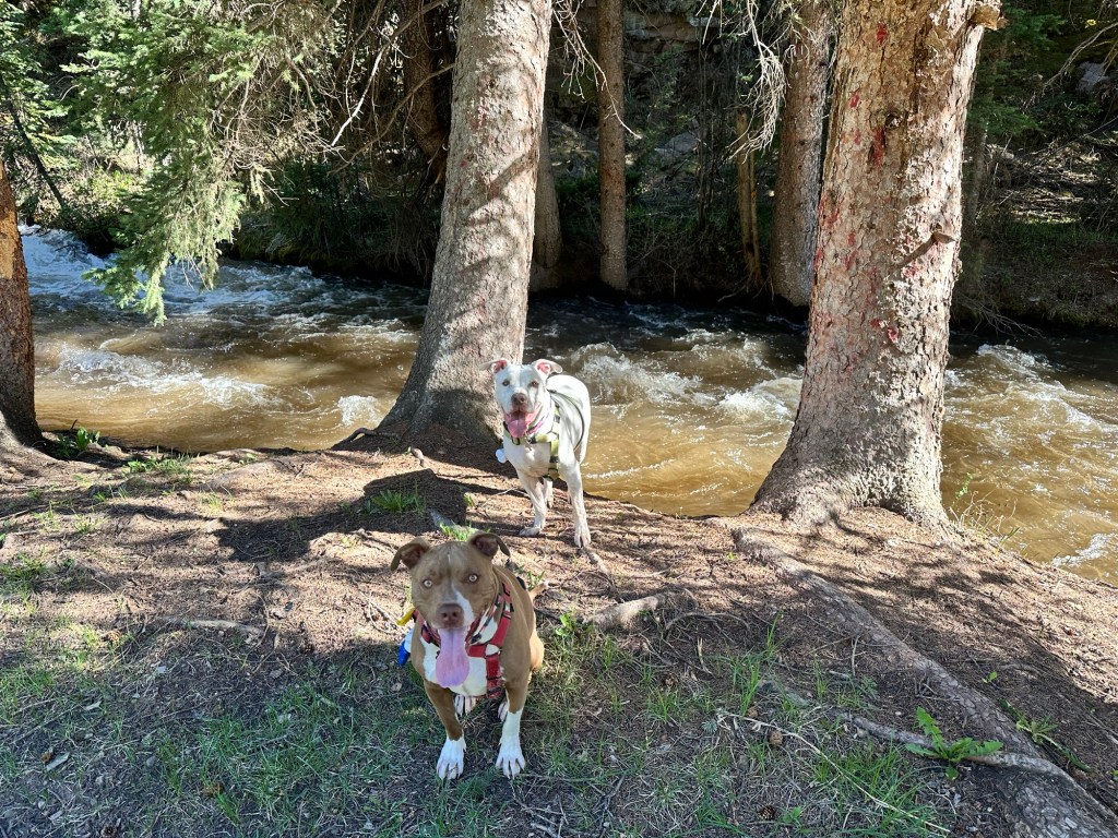 Happy Vegan Campers Red Cliff Colorado Shrine Pass