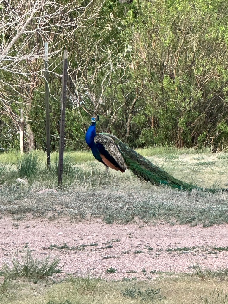 Happy Vegan Campers Terry Bison Ranch Cheyenne Wyoming peacock