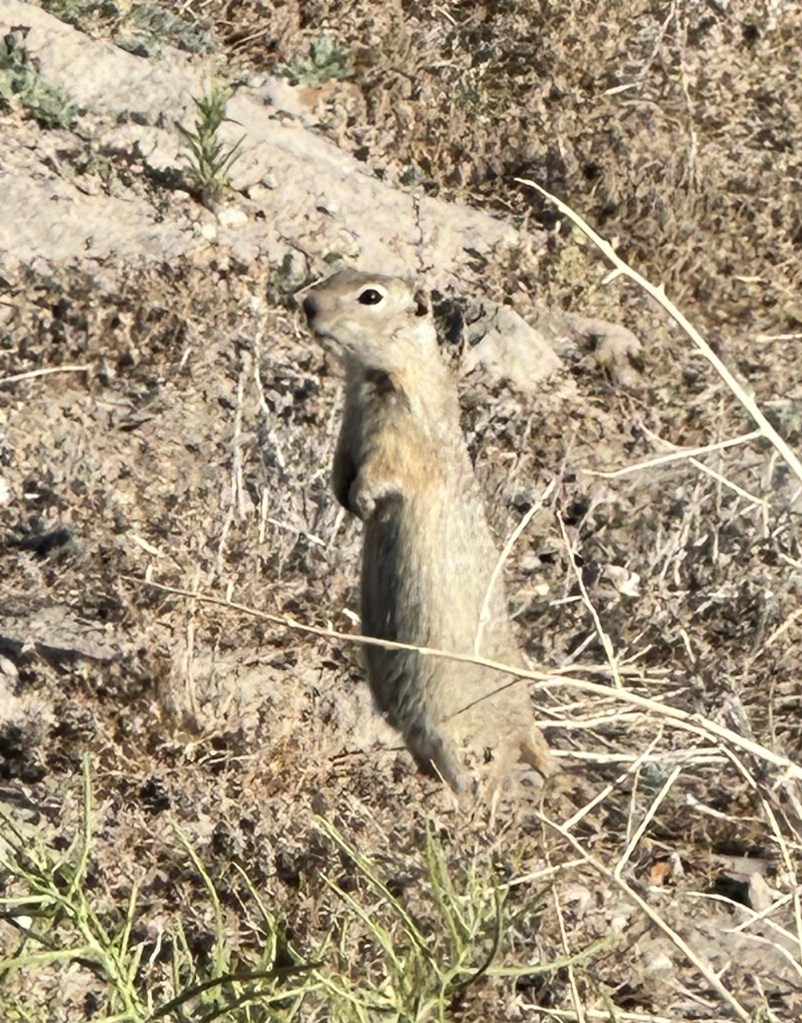 Happy Vegan Campers Point of Rocks Travel Center in Point of Rocks Wyoming prairie dog