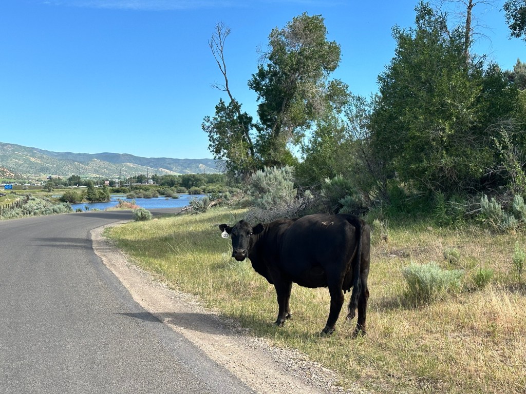 Happy Vegan Campers Coalville Utah cow on road
