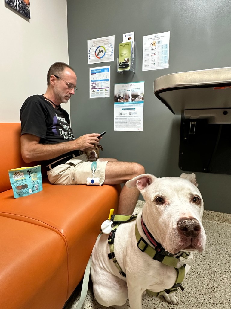 Happy Vegan Campers dogs at vet in Salt Lake City Utah