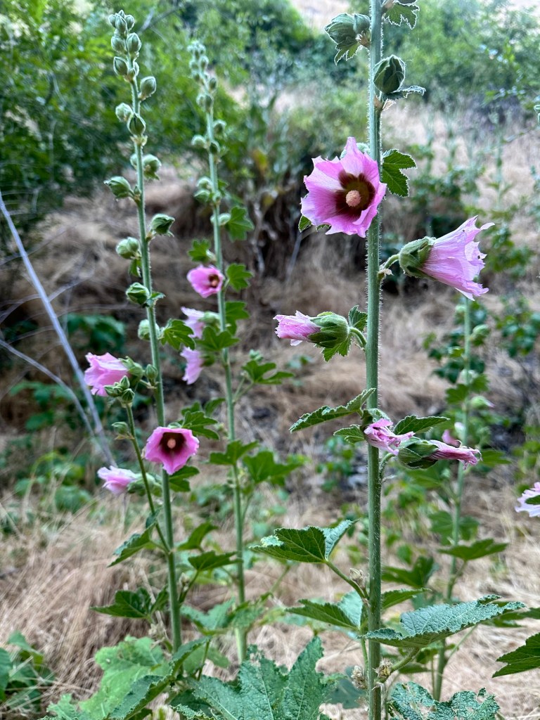 Happy Vegan Campers Hells Canyon Huntington Oregon flowers by BLM campsite