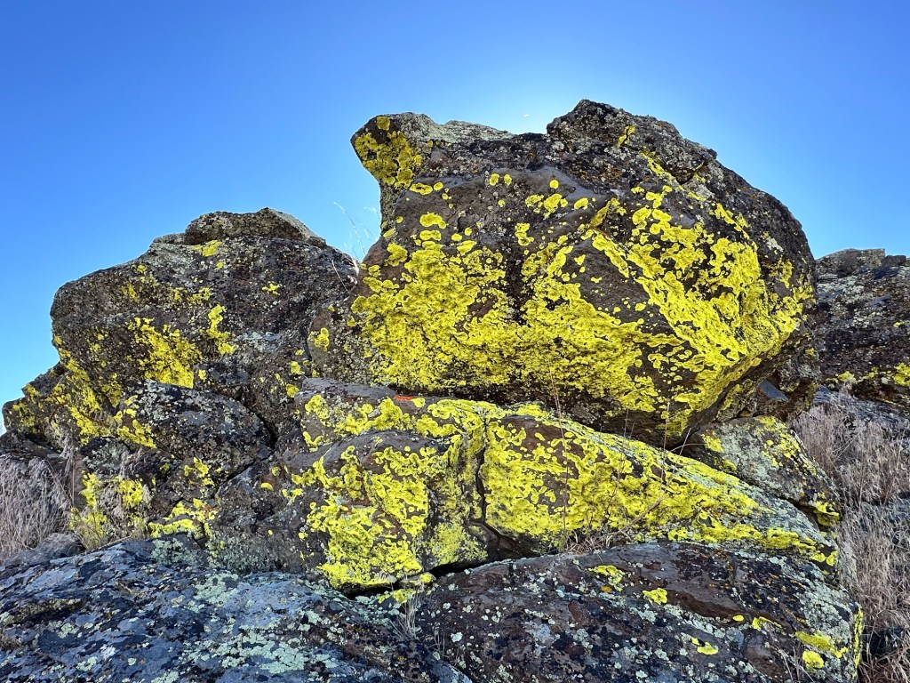 Happy Vegan Campers National Historic Oregon Trail Interpretative Center lichen on rocks at museum Oregon
