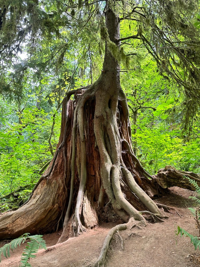 Happy Vegan Campers Snoqualmie Falls Washington tree