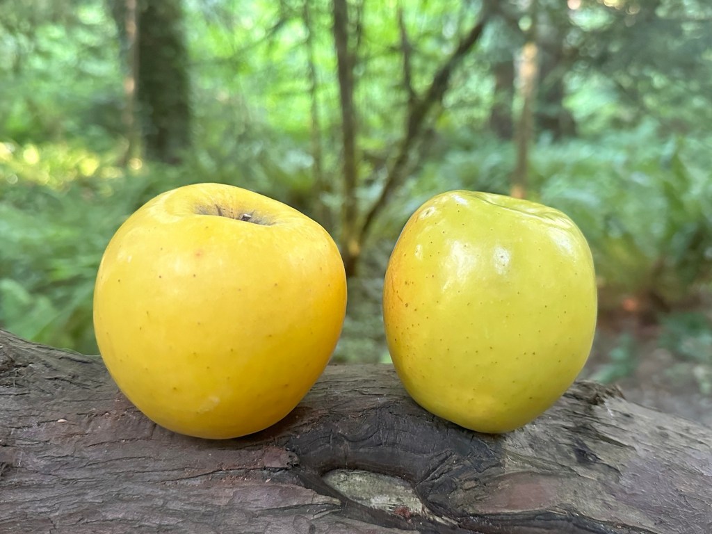 Lemon flavored apples in Washington by Happy Vegan Campers