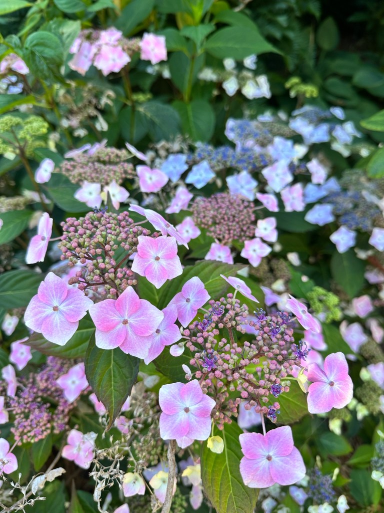 Flowers at Queen Elizabeth Park in Vancouver BC by Happy Vegan Campers