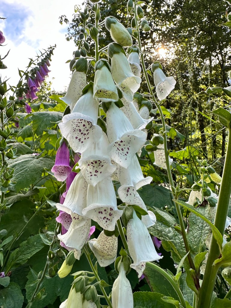 Flowers at Squmish Spit & Estuary in Squmish BC by Happy Vegan Campers