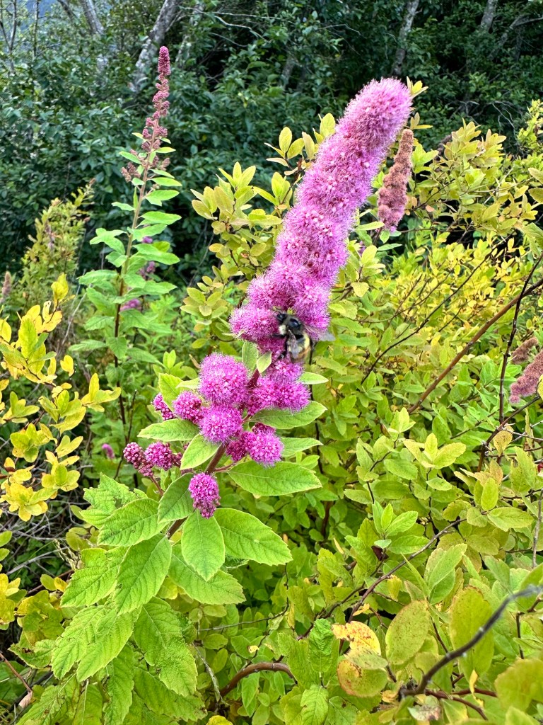 Flowers and bee at Squmish Spit & Estuary in Squmish BC by Happy Vegan Campers