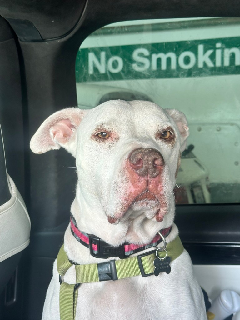 Peter on ferry going to Friday Harbor, San Juan Island, Washington by Happy Vegan Campers