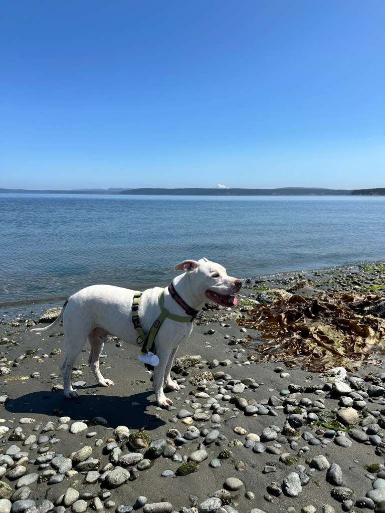 Peter on Fourth of July beach on San Juan Island, Washington by Happy Vegan Campers