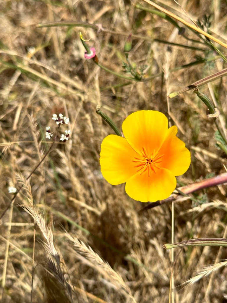 San Juan Island, Washington by Happy Vegan Campers