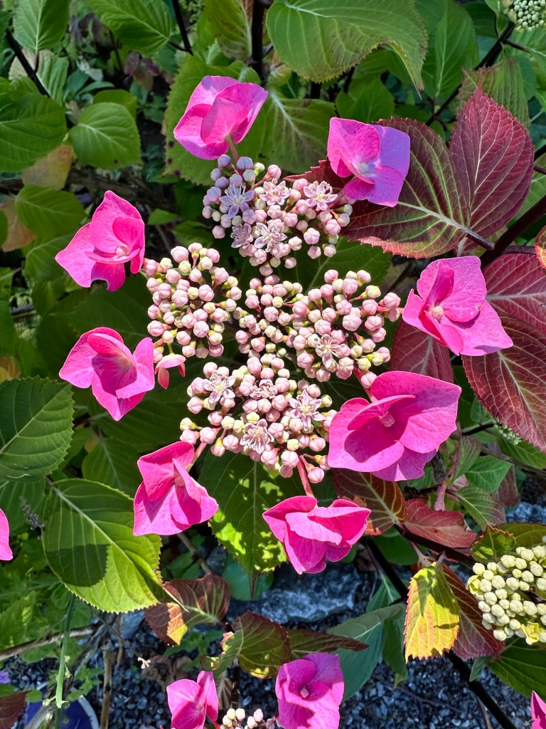 Flowers in garden at Roche Harbor on San Juan Island, Washington by Happy Vegan Campers