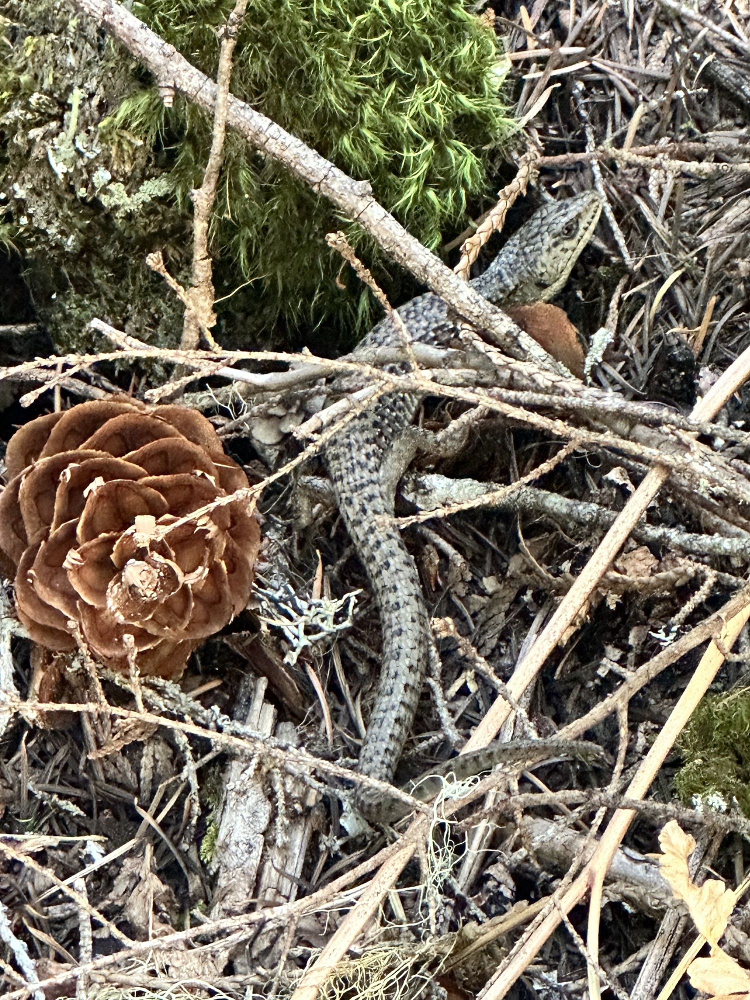 Pyramid Lake Trail at North Cascades National Park by Happy Vegan Campers