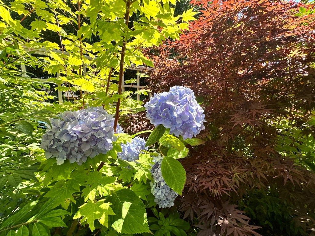 Private garden in Port Townsend, Washington by Happy Vegan Campers