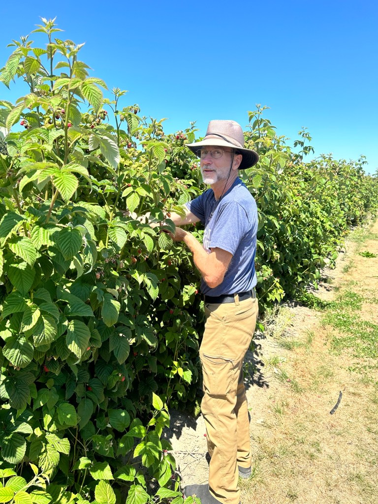 Daniel picking raspberries at Graymarsh Farm in Sequim, Washington by Happy Vegan Campers