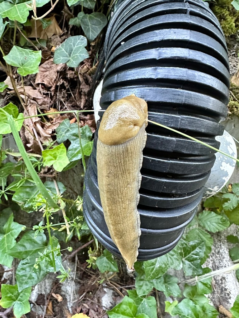 Banana slug in Diamond Point, Washington by Happy Vegan Campers