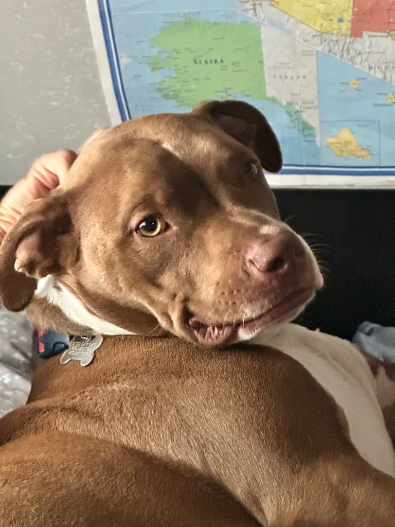 Marcel getting morning snuggles by Happy Vegan Campers