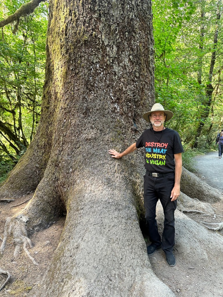 Hall of Mosses trail at Hoh Rainforest in Olympic National Park by Happy Vegan Campers