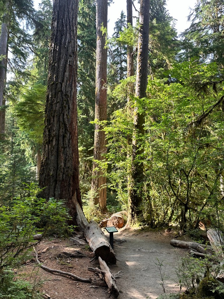 Hall of Mosses trail at Hoh Rainforest in Olympic National Park by Happy Vegan Campers