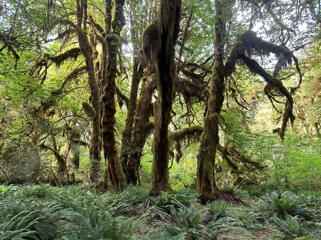 Hall of Mosses trail at Hoh Rainforest in Olympic National Park by Happy Vegan Campers