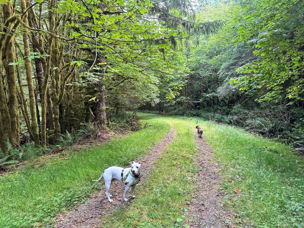 Peter and Marcel enjoying some off-leash time on a two-track in Washington by Happy Vegan Campers