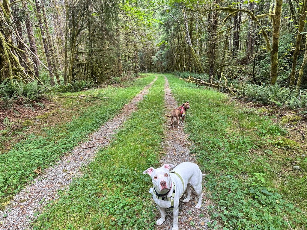 Peter and Marcel enjoying some off-leash time on a two-track in Washington by Happy Vegan Campers