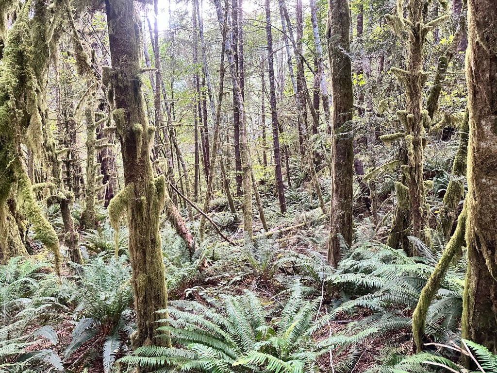 Views from a two-track in Washington by Happy Vegan Campers
