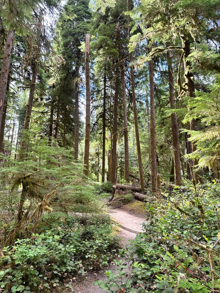 Trail to Salmon Cascades in Olympic National Park in Washington by Happy Vegan Campers