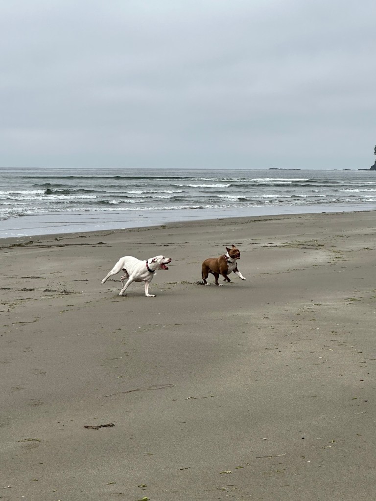 Peter and Marcel at Bahobohosh Point in Washington by Happy Vegan Campers