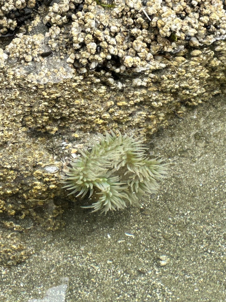 Sea anemone at Bahobohosh Point in Washington by Happy Vegan Campers