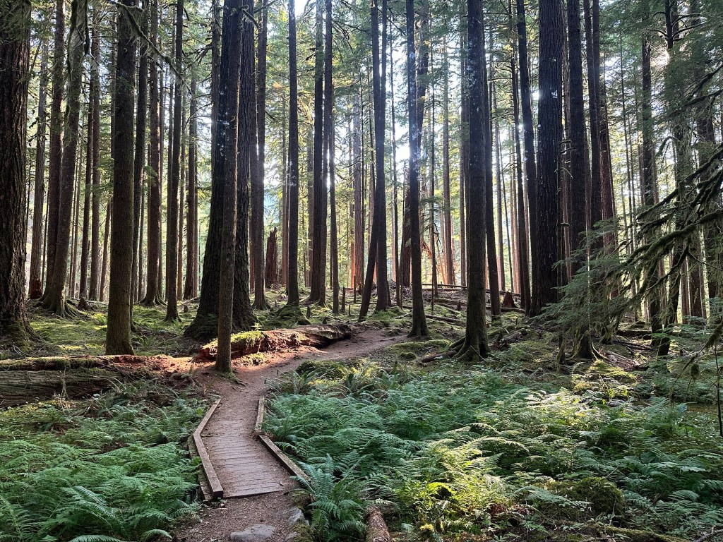 Ancient Groves Nature Trail in Olympic National Park, Washington by Happy Vegan Campers