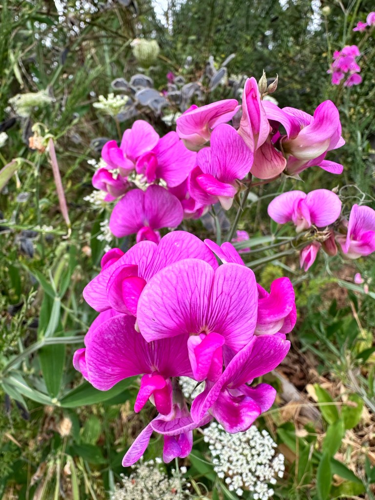 Flowers by Right Smart Bay in Washington by Happy Vegan Campers