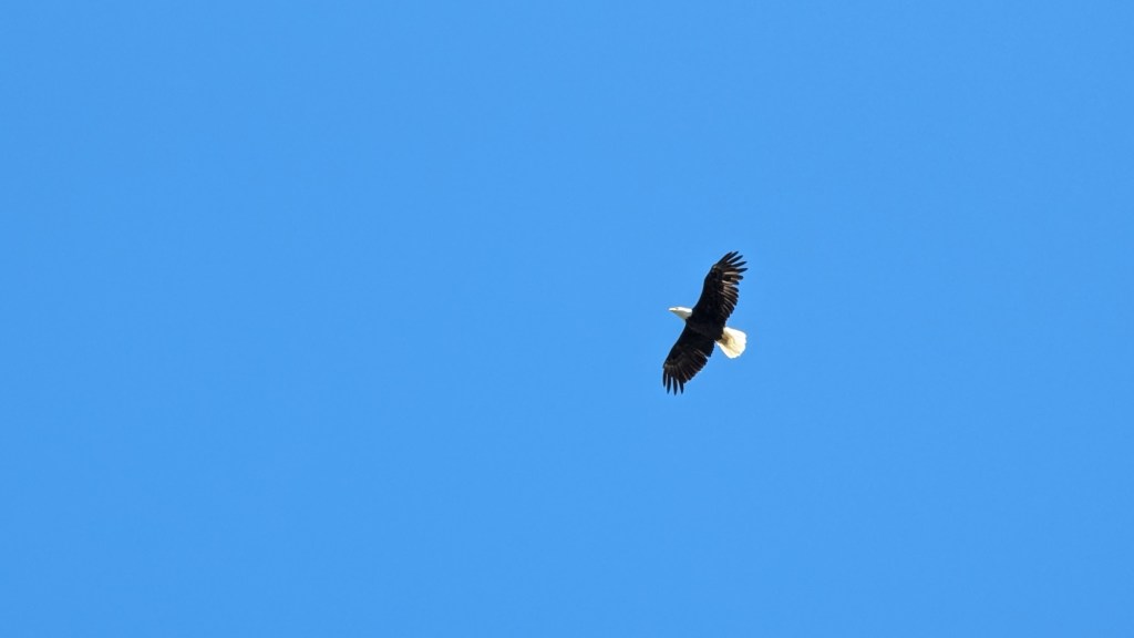 Eagle on San Juan Island, Washington by Happy Vegan Campers