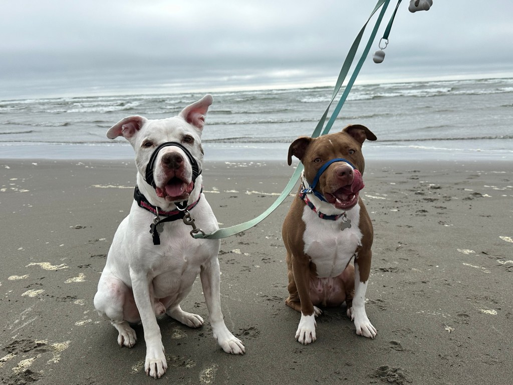Peter and Marcel at the beach in Seaview, Washington by Happy Vegan Campers
