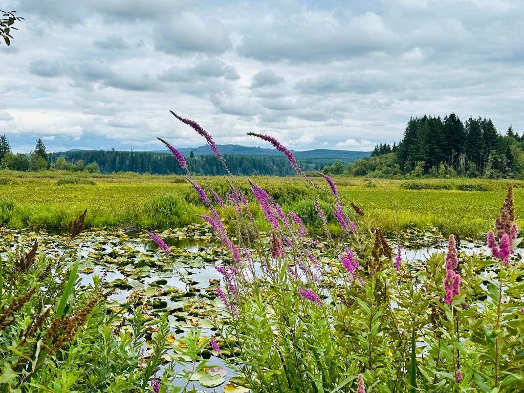 Nature trail at Mount St. Helens Visitor Center in Washington. Picture by Happy Vegan Campers.