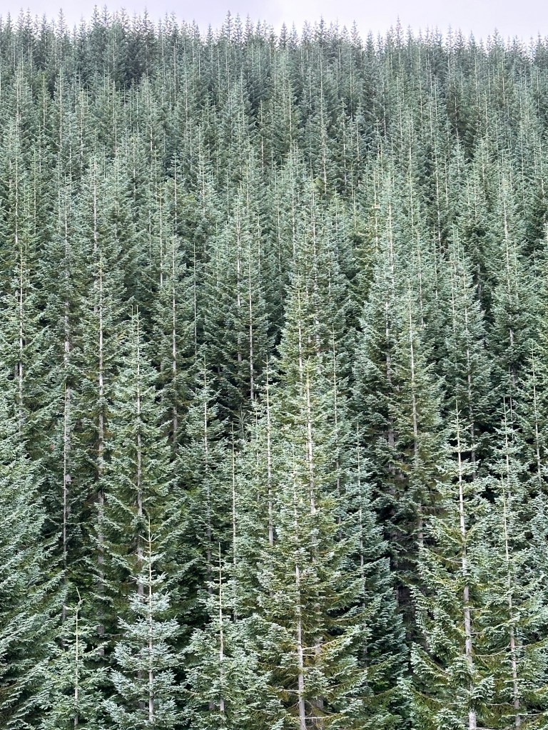 Noble Fir near Mt. Saint Helens National Monument. Picture by Happy Vegan Campers.