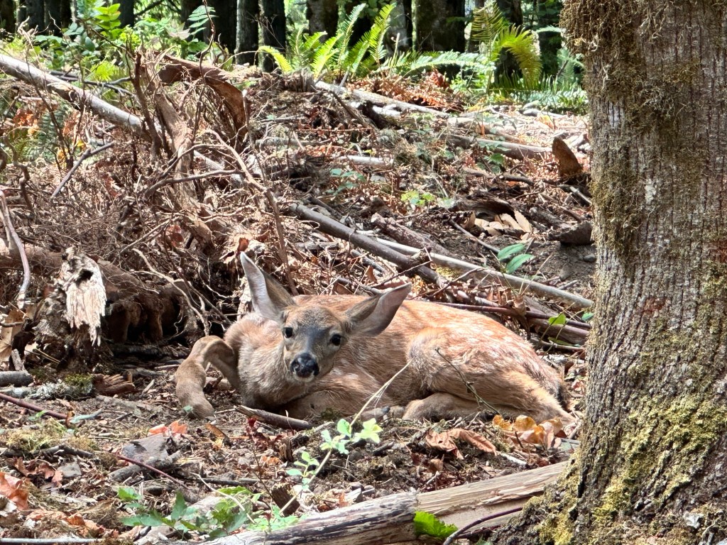 Fawn in Washington by Happy Vegan Campers